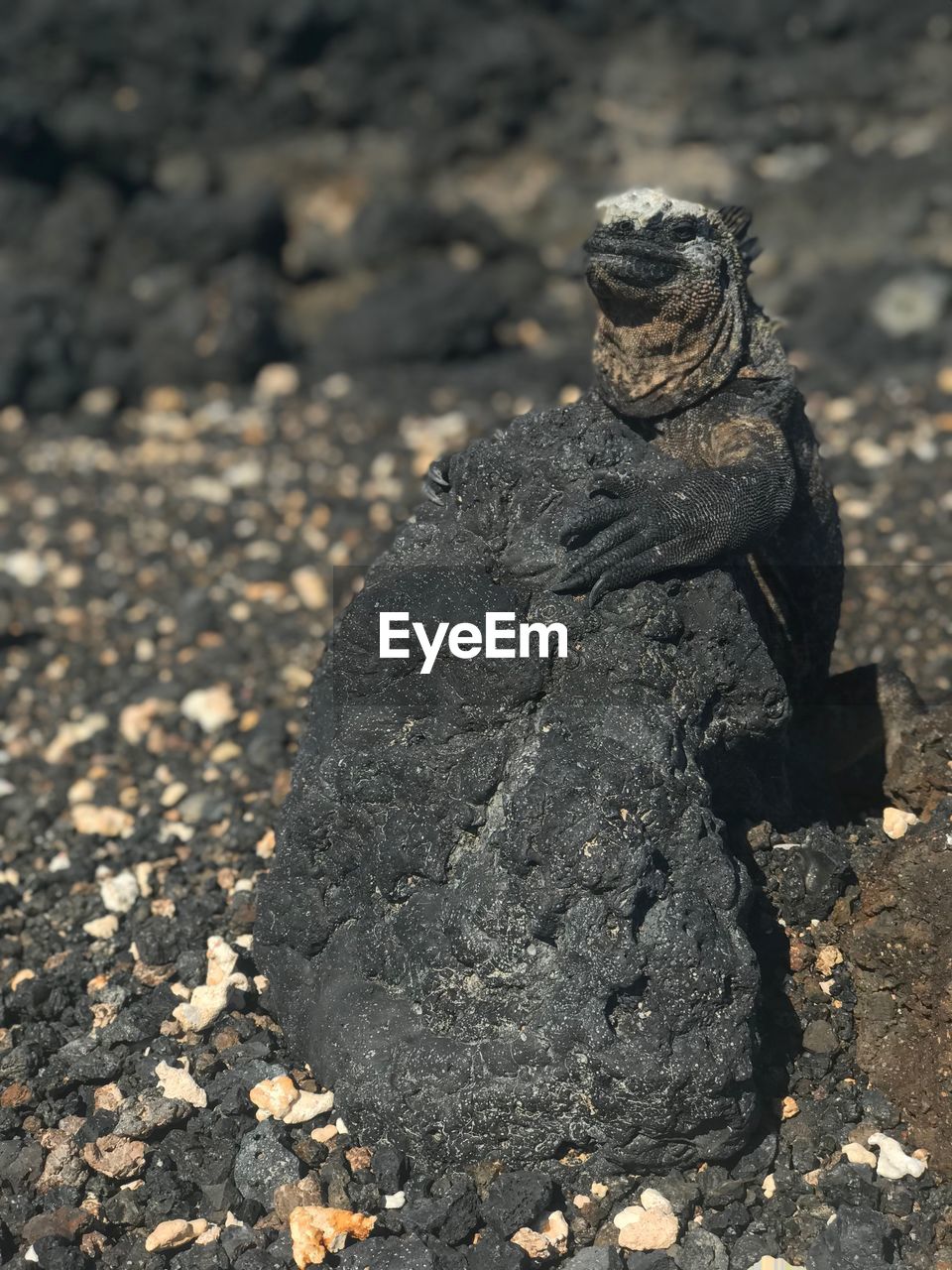 CLOSE-UP OF IGUANA ON ROCK