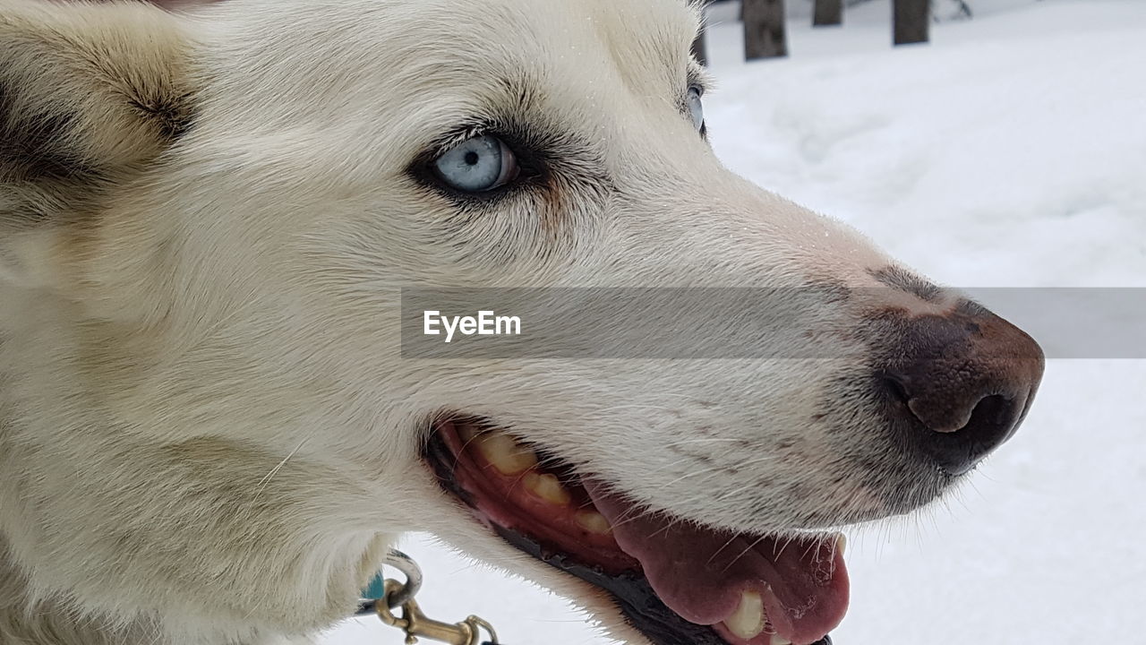 CLOSE-UP OF A DOG LOOKING AT SNOW