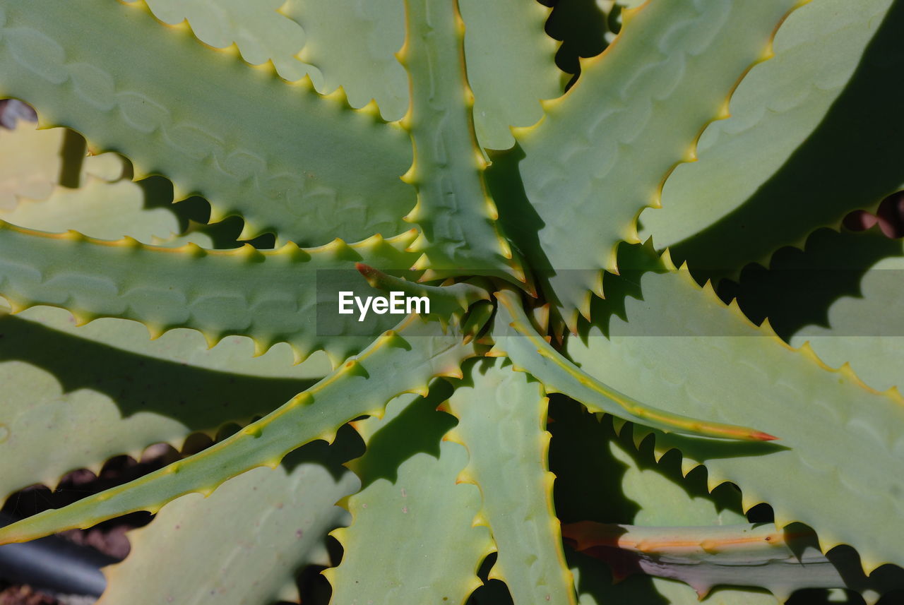 CLOSE-UP OF PLANT