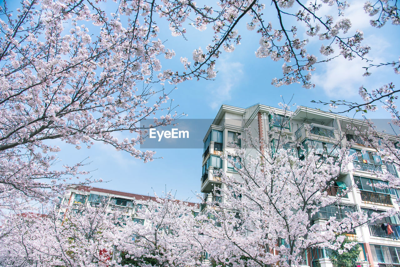 LOW ANGLE VIEW OF FLOWERING TREE AGAINST BUILDINGS