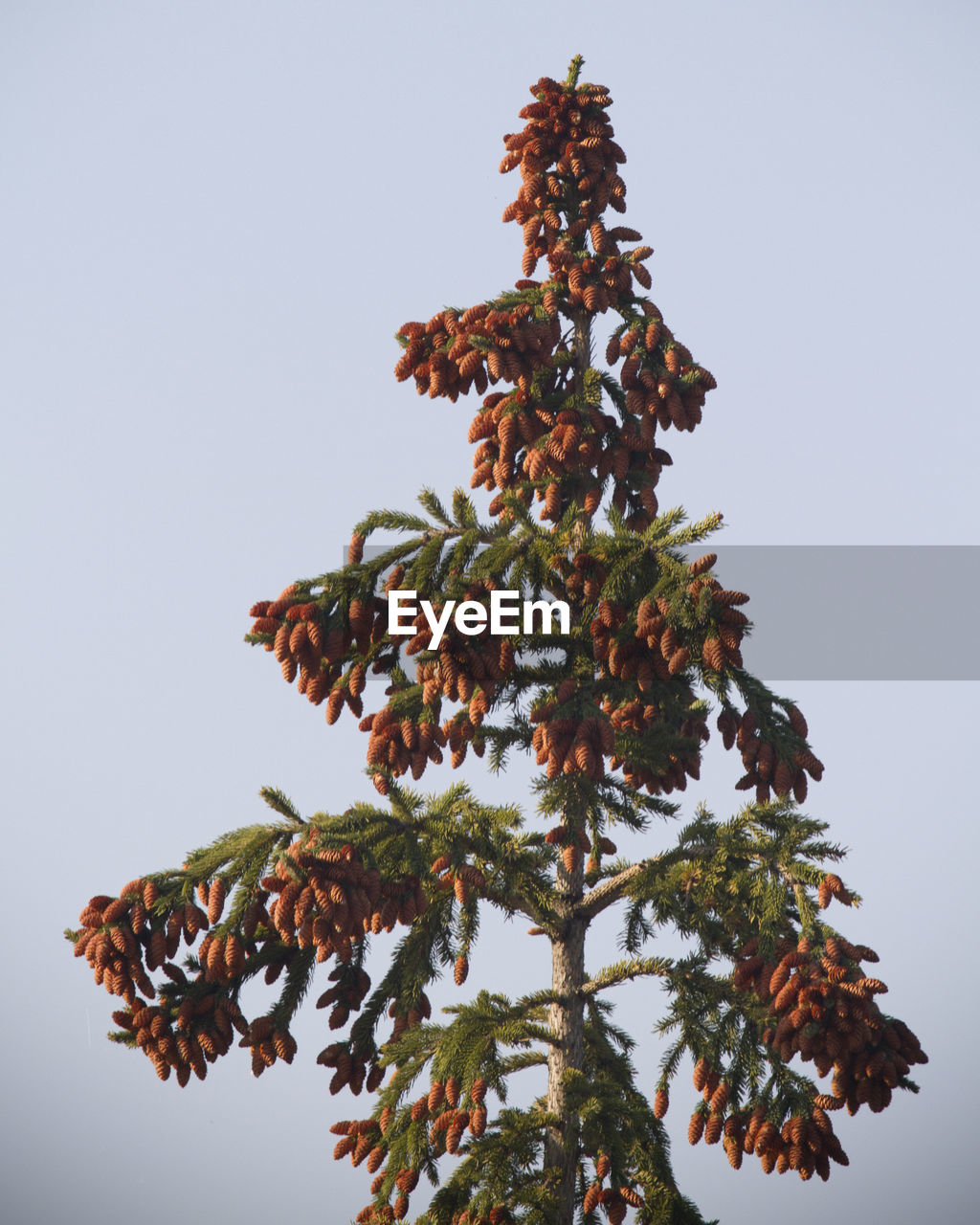 LOW ANGLE VIEW OF FLOWER TREE AGAINST CLEAR SKY