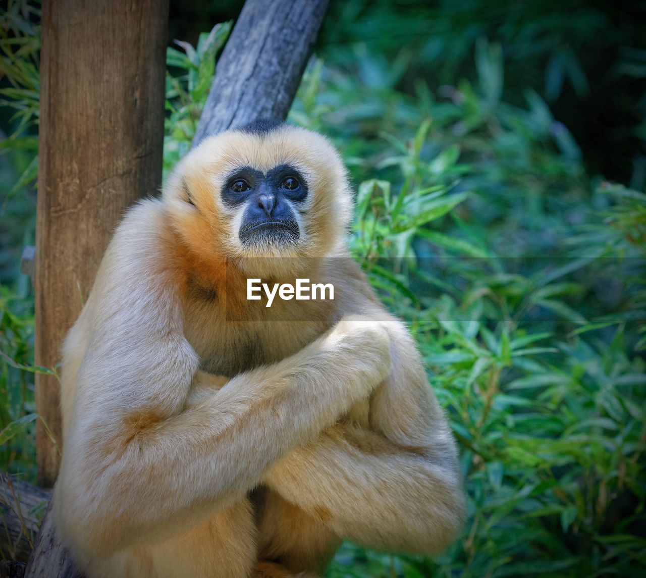 Close-up portrait of monkey on a tree with arms crossed. 