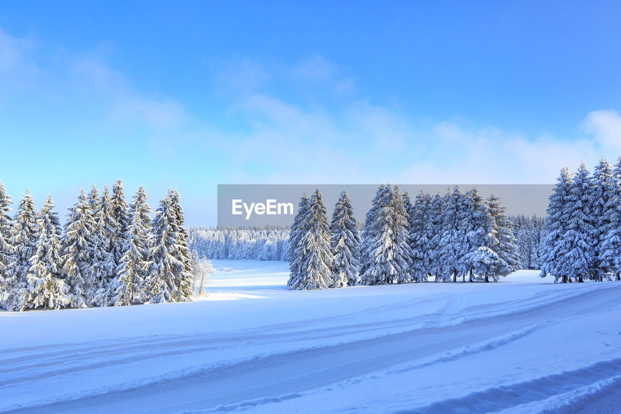 Trees on snow covered landscape against blue sky