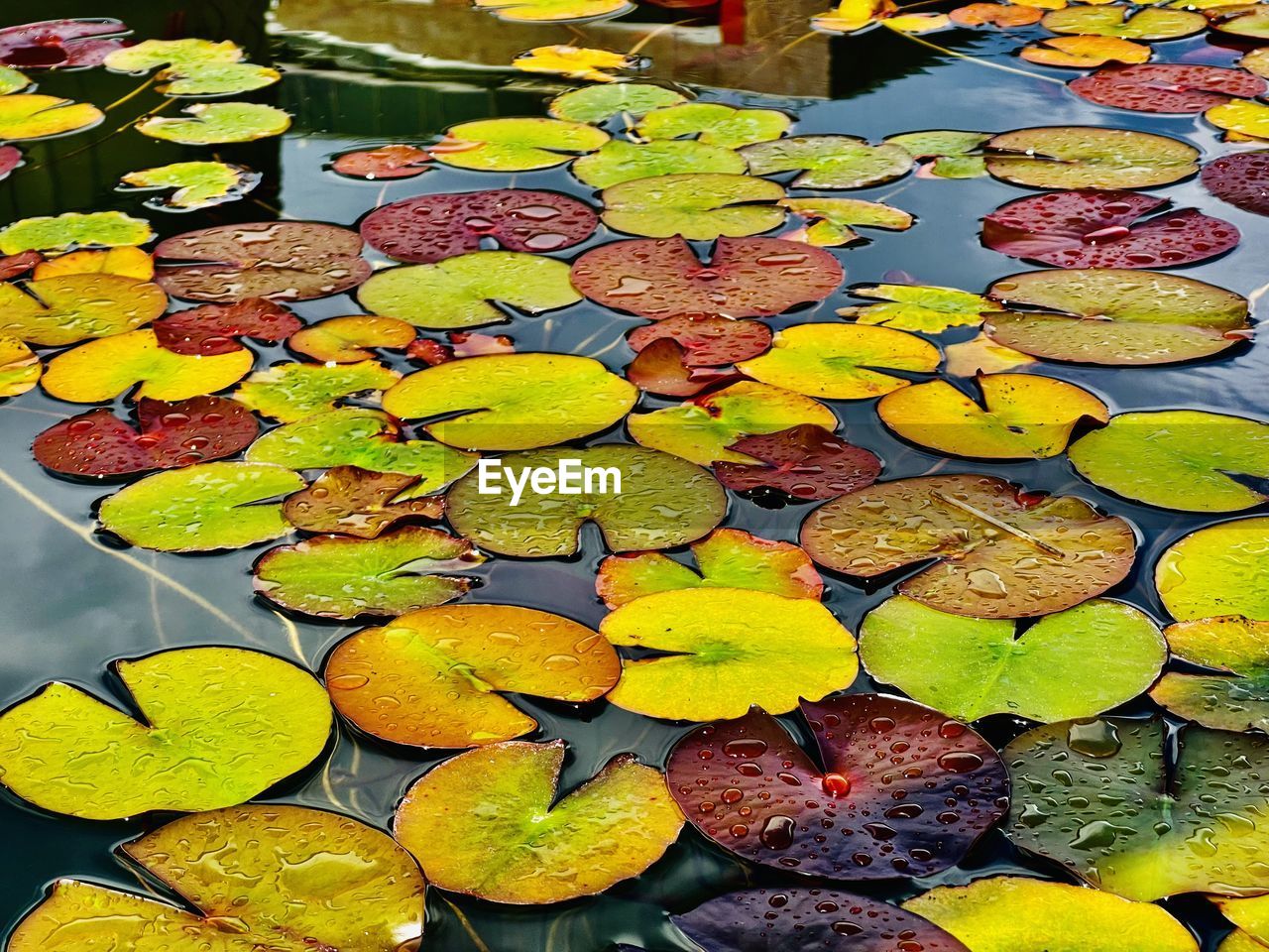 water lily, leaf, floating, water, plant part, pond, floating on water, yellow, nature, no people, high angle view, flower, plant, autumn, beauty in nature, day, lily, leaves, lotus water lily, close-up, outdoors, green, growth, abundance, freshness, multi colored, tranquility, large group of objects