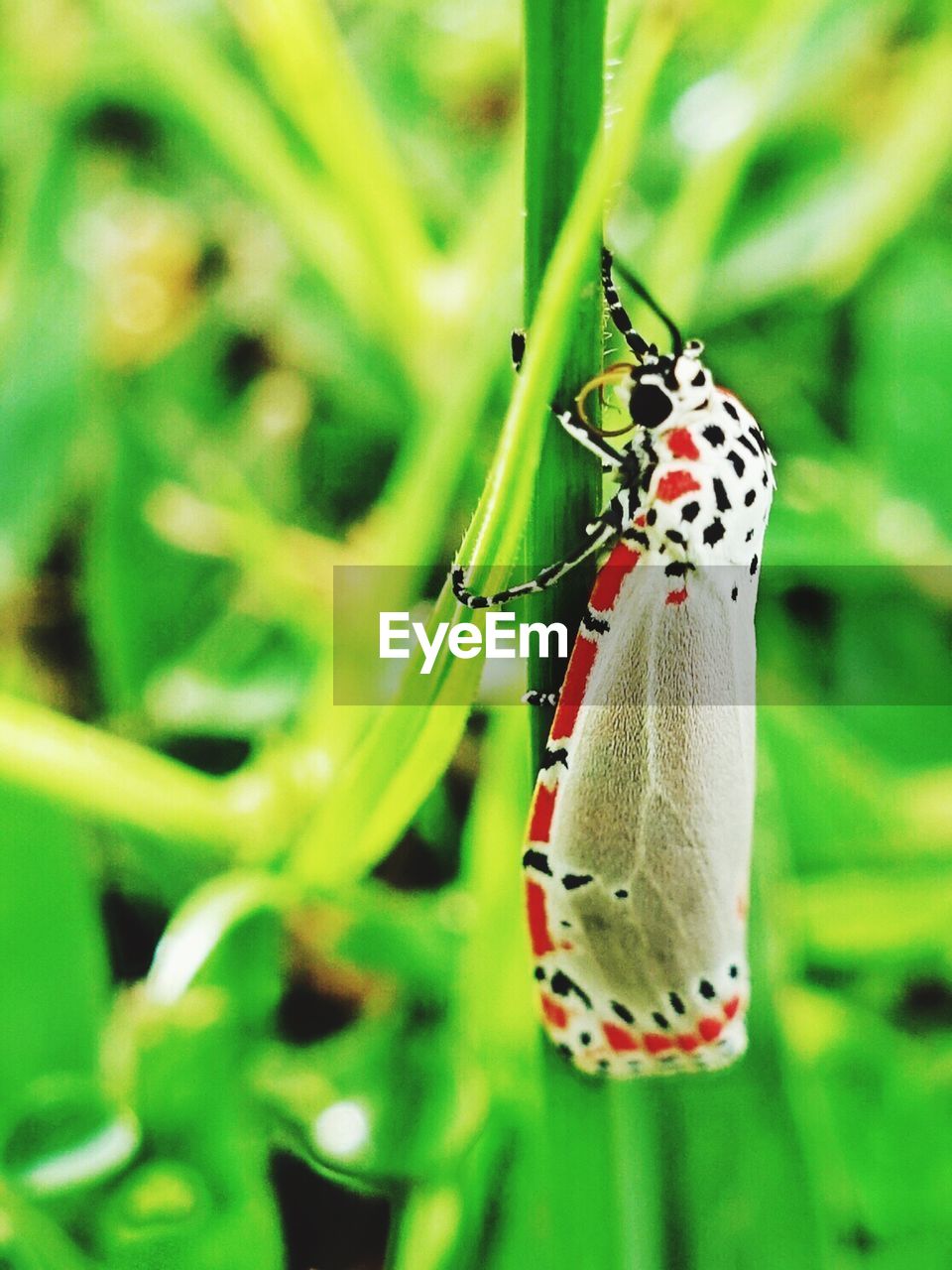 CLOSE-UP OF INSECT ON LEAF