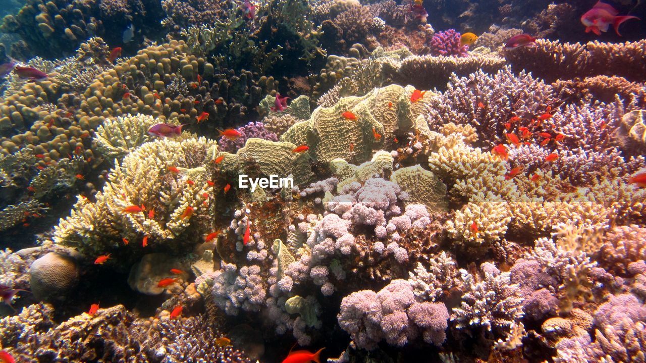 VIEW OF CORAL FISH