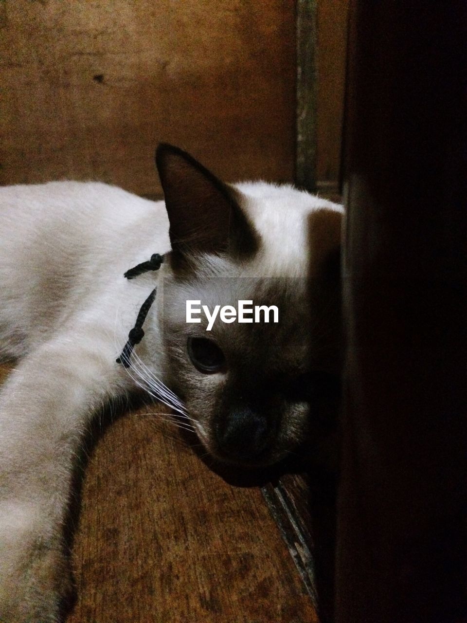 CLOSE-UP OF CAT RELAXING ON TILED FLOOR