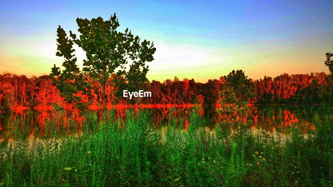 TREES GROWING ON FIELD