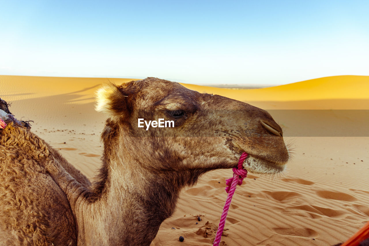 camel on sand at desert