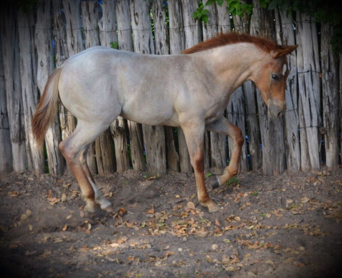 HORSE STANDING BY TREES