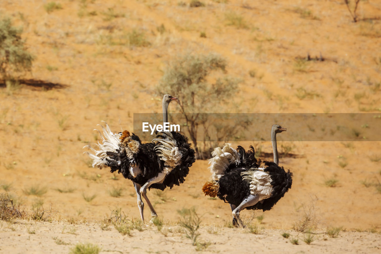 VIEW OF BIRDS ON SAND