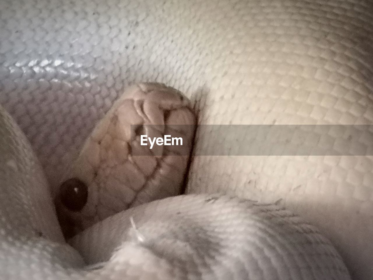 CLOSE-UP OF ANIMAL LYING ON BED