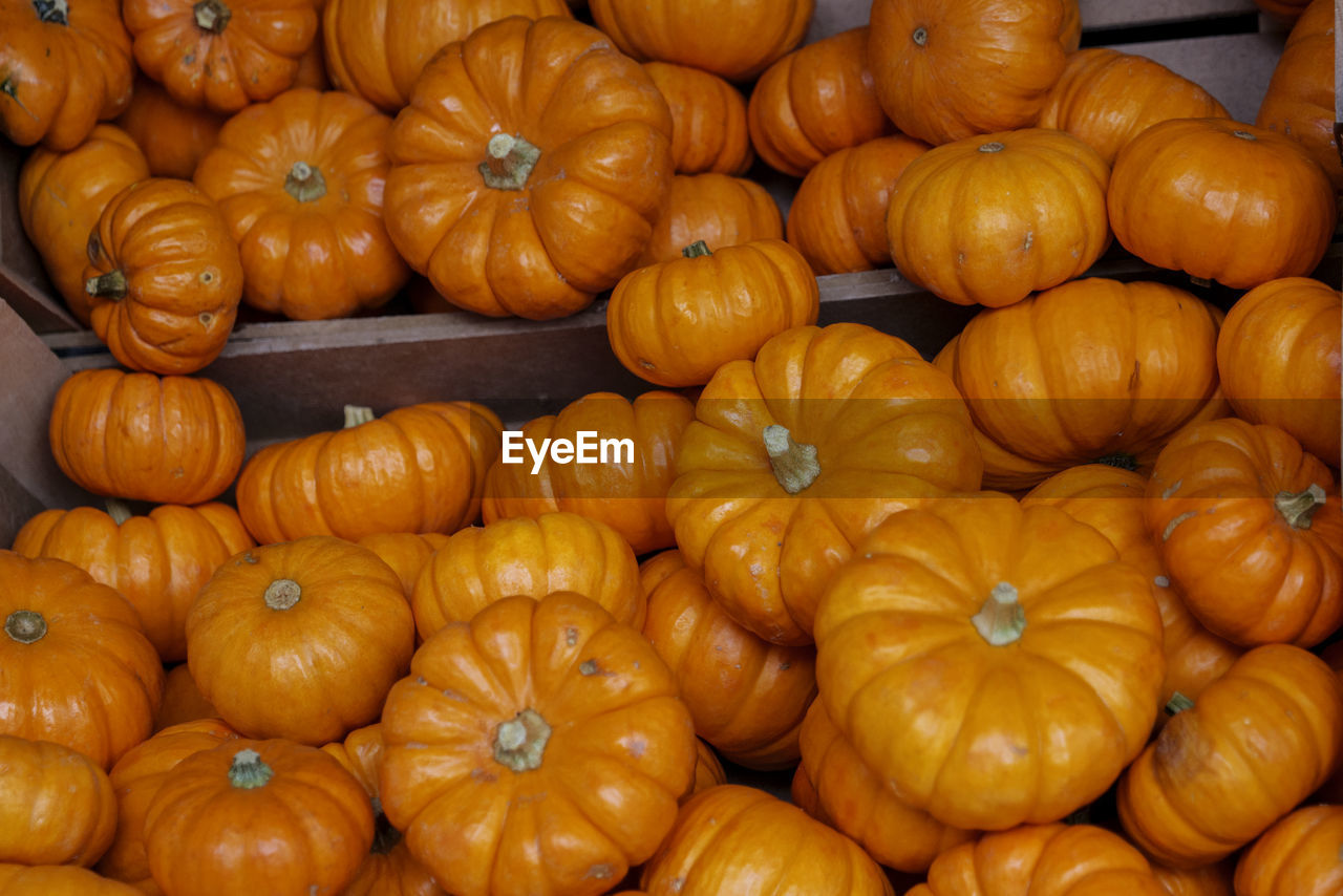 Decorative orange pumpkins on display at the market. harvesting, halloween and thanksgiving concept.