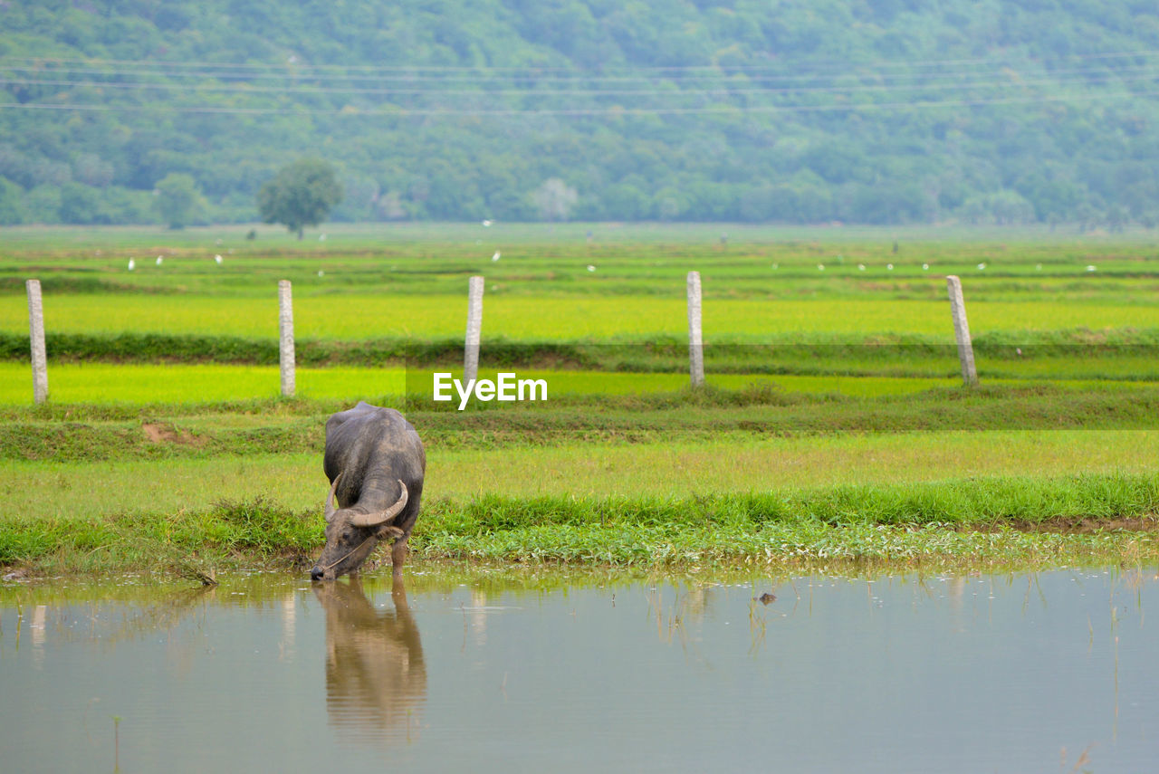 VIEW OF A DRINKING WATER FROM A FIELD