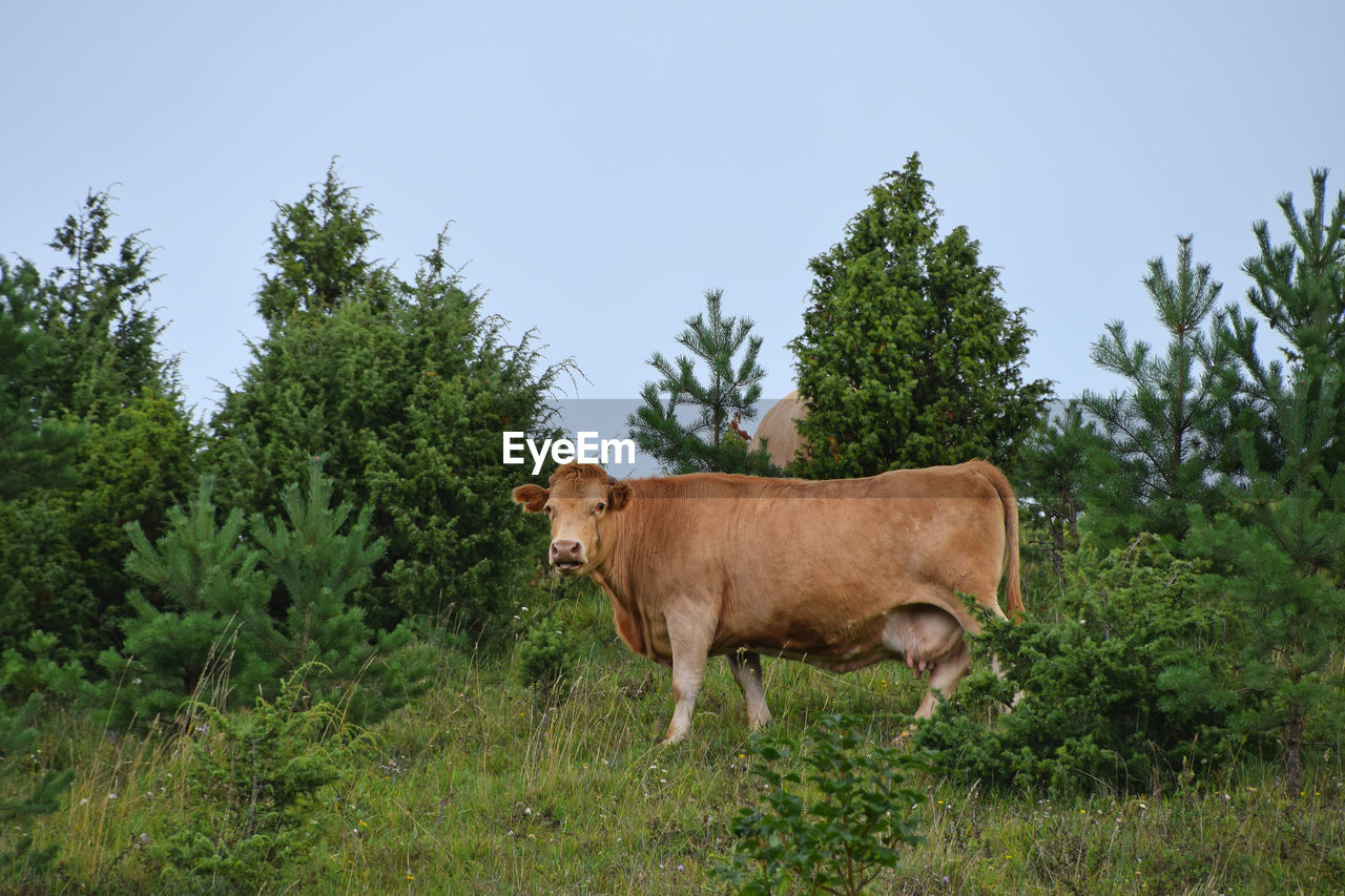 Portrait of brown cow standing on grassy field against clear sky