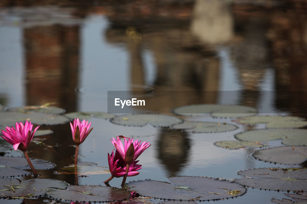 PINK WATER LILIES IN LAKE