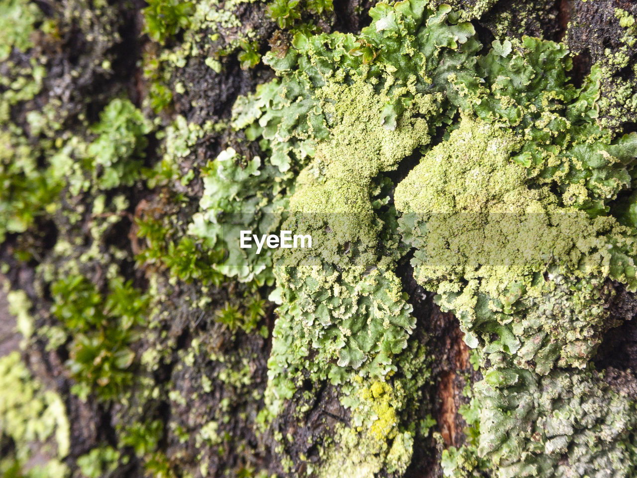 CLOSE-UP OF MOSS ON TREE TRUNK