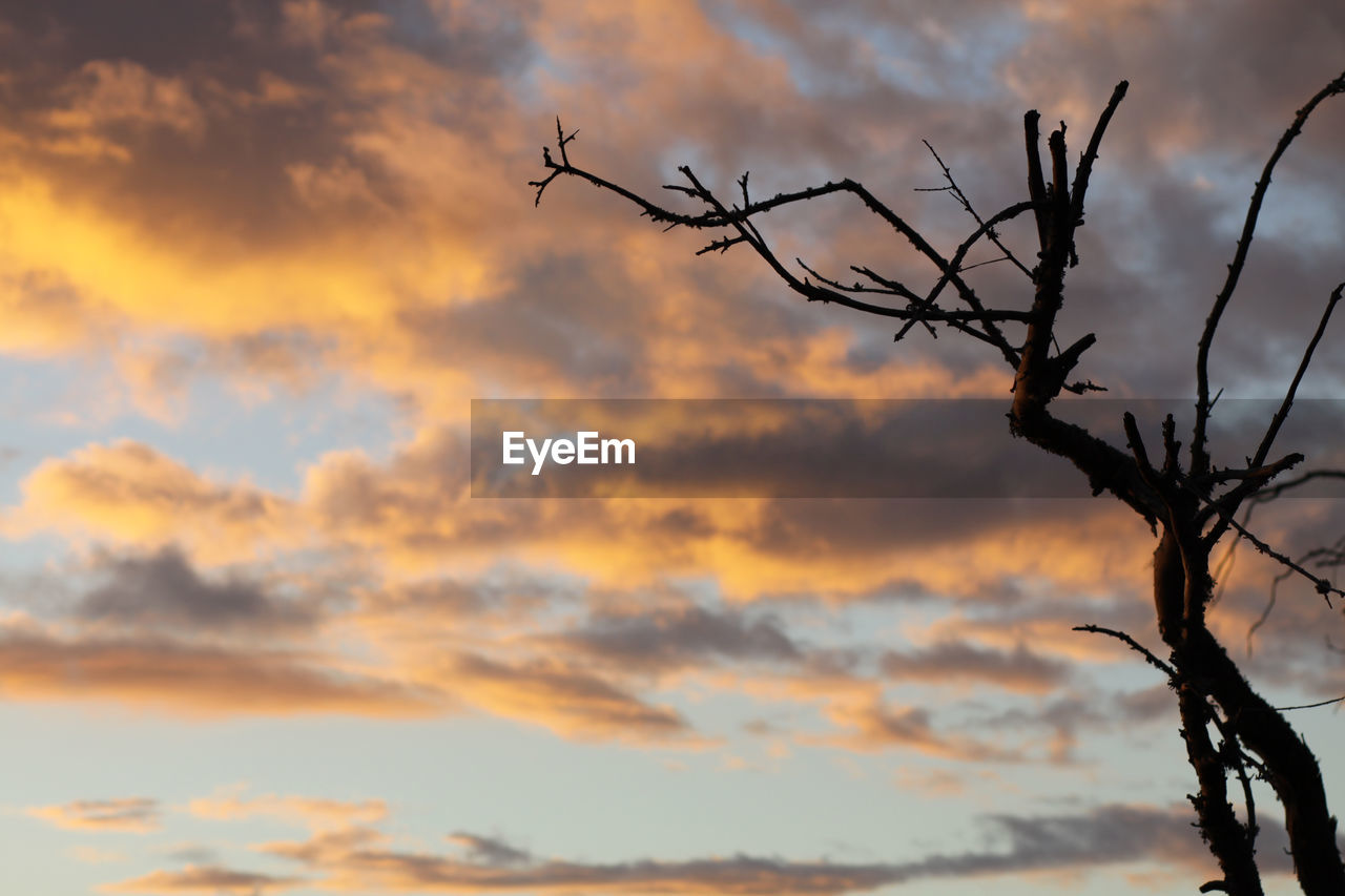 LOW ANGLE VIEW OF BARE TREE AGAINST ORANGE SKY