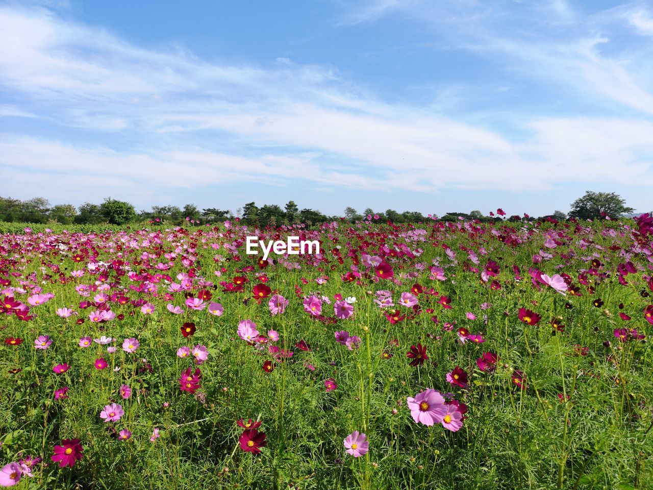 Pink flowering plants on field against sky