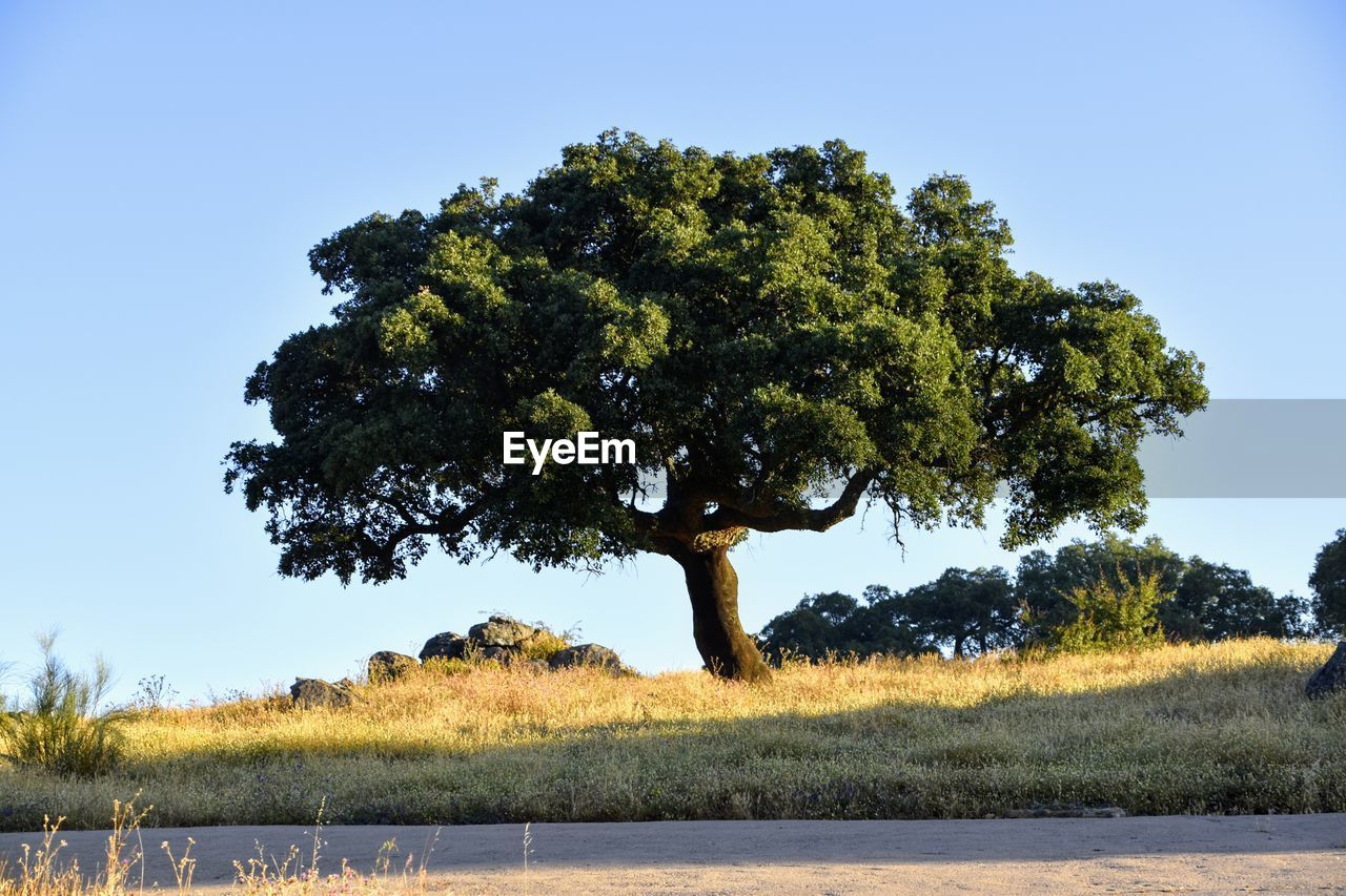 Trees on field against clear sky