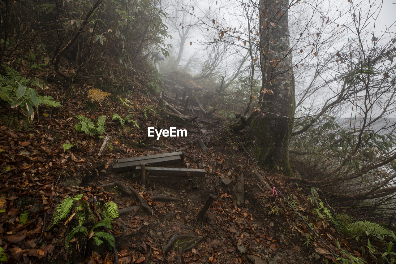 Plants and trees in forest