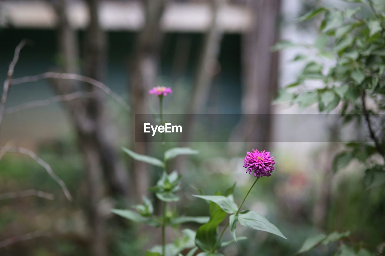 CLOSE-UP OF PINK FLOWERING PLANT IN LAND