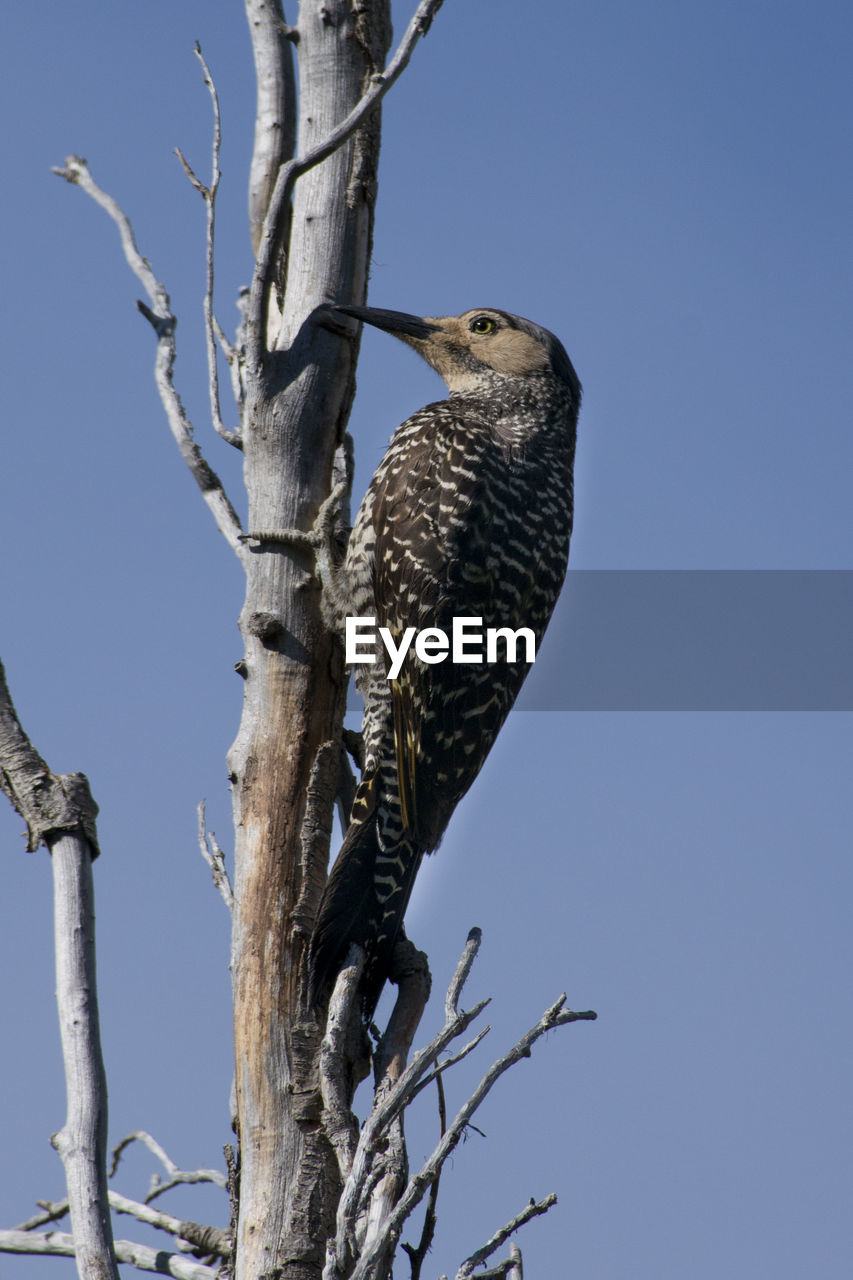 LOW ANGLE VIEW OF OWL PERCHING ON TREE