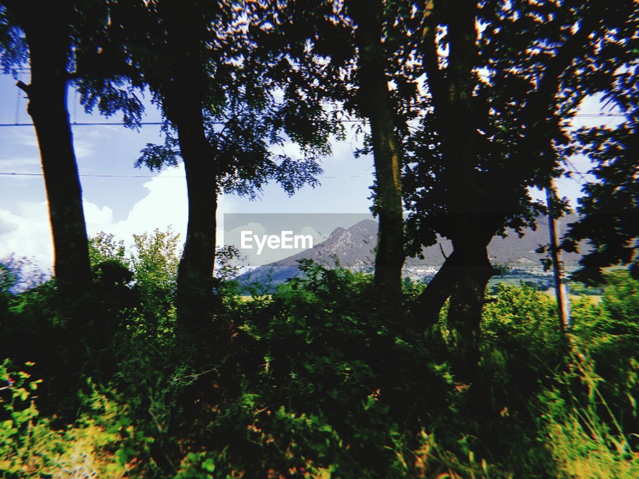 TREES GROWING IN FOREST