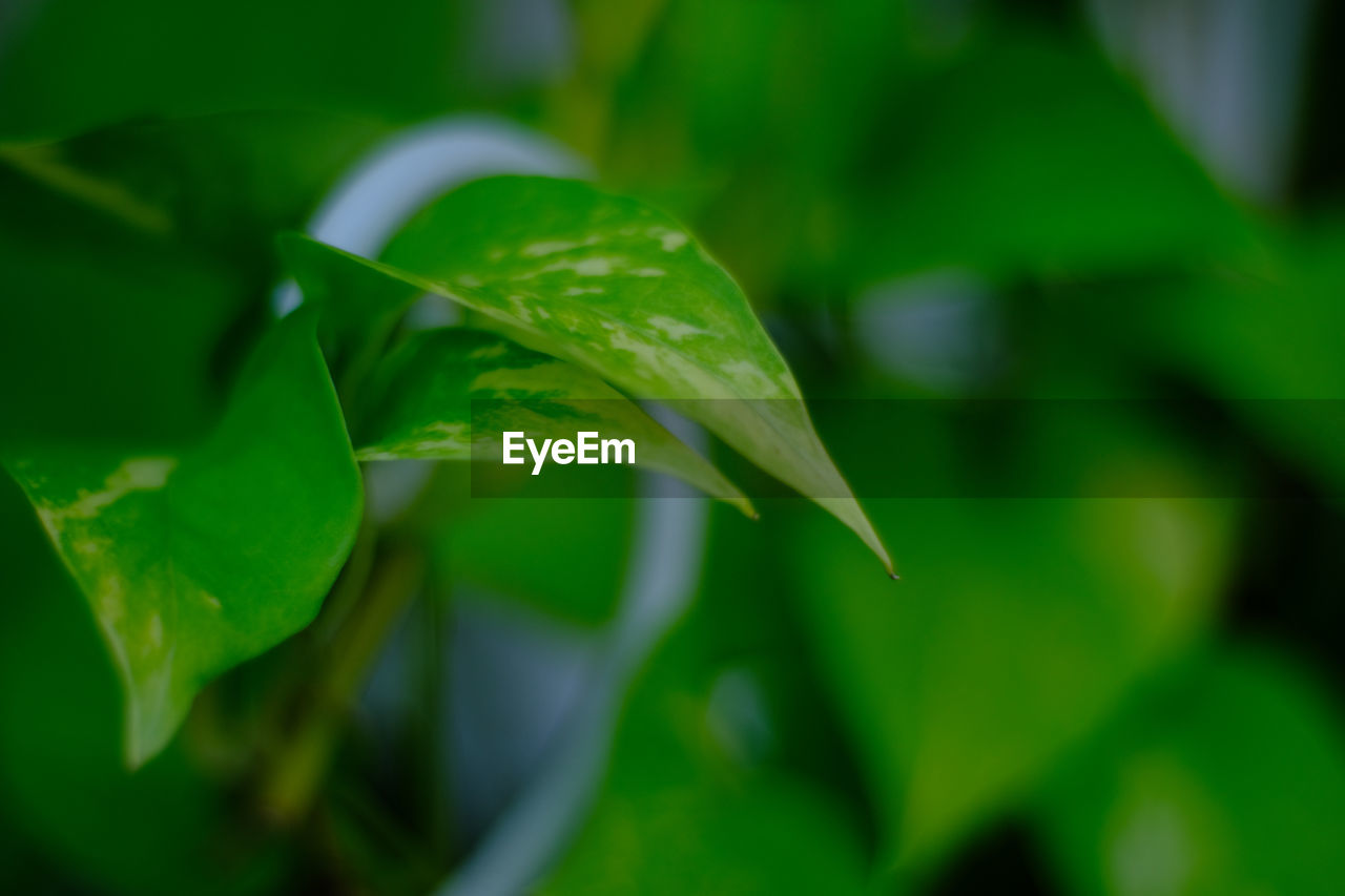 CLOSE-UP OF GREEN LEAVES IN WATER