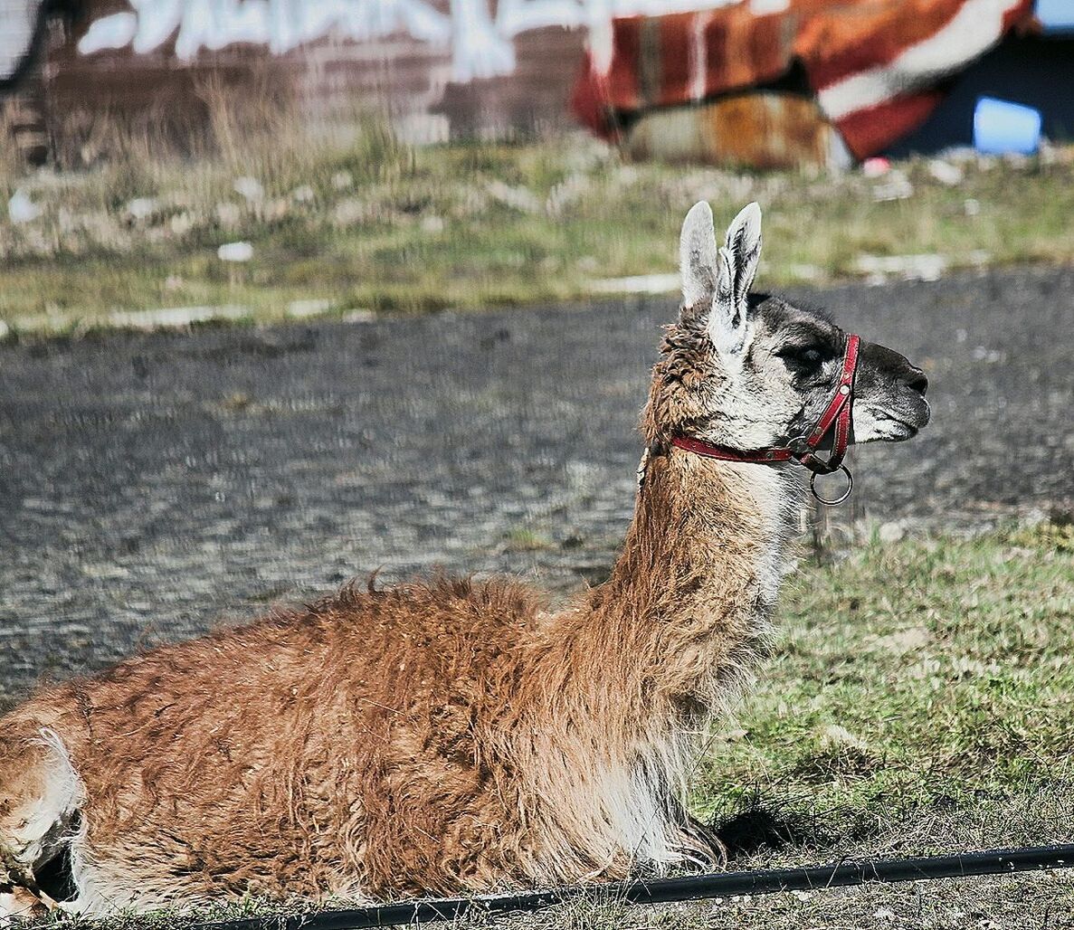 CLOSE-UP OF A DOG