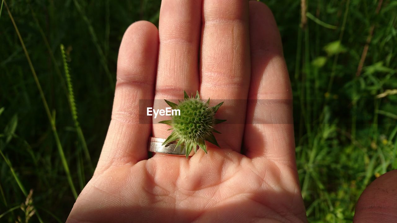 Close-up of hand holding plant