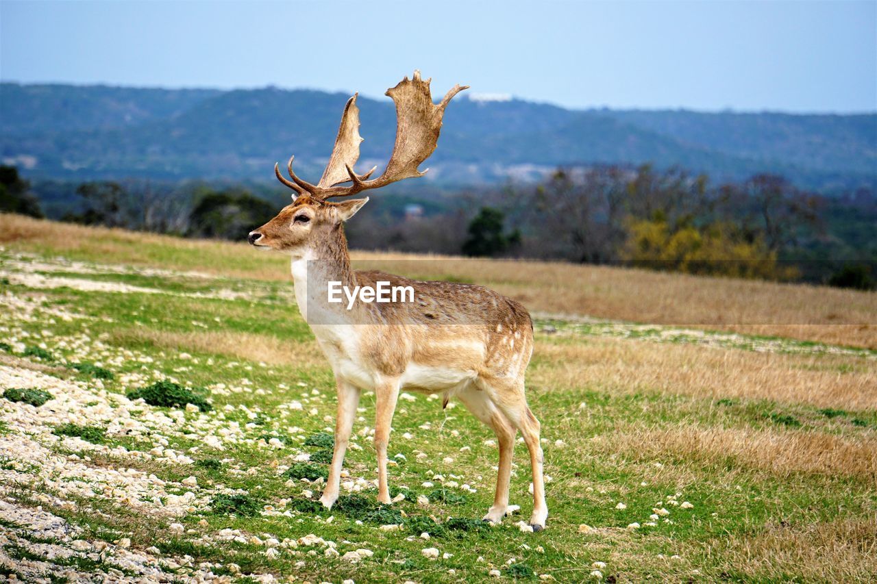 DEER ON A FIELD