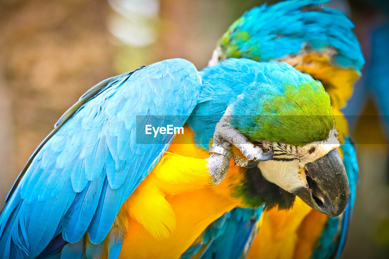 CLOSE-UP OF BLUE MACAW PERCHING ON A BIRD