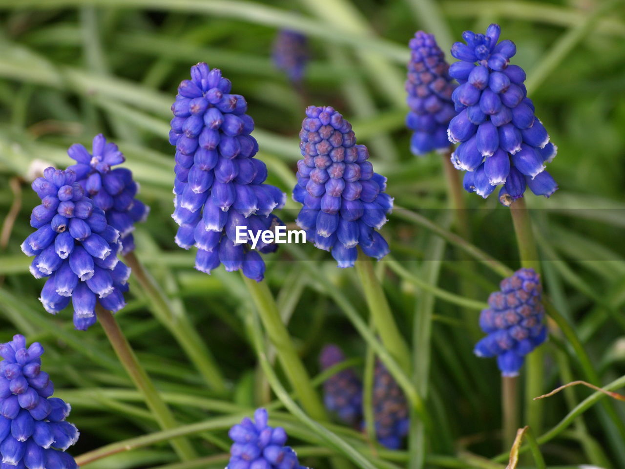 CLOSE-UP OF PURPLE FLOWERS