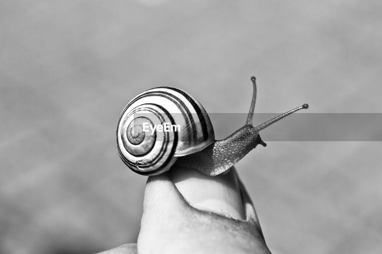 Close-up of snail on finger during sunny day