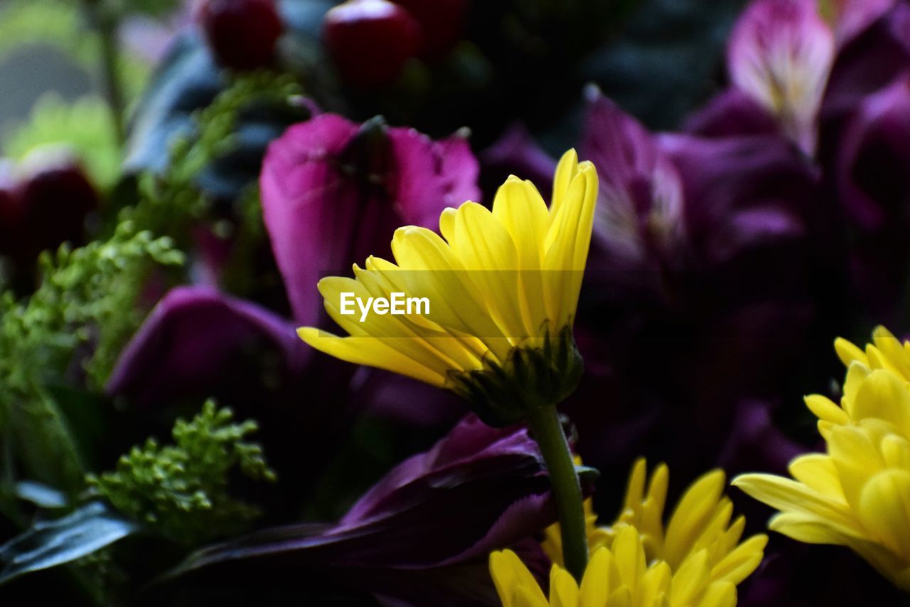 Close-up of yellow flowering plant