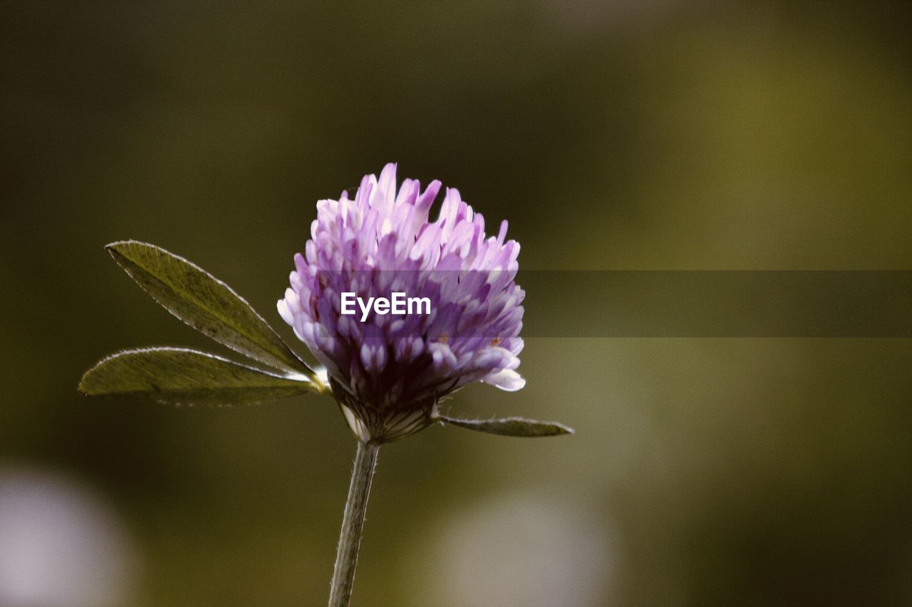 CLOSE-UP OF PINK FLOWER