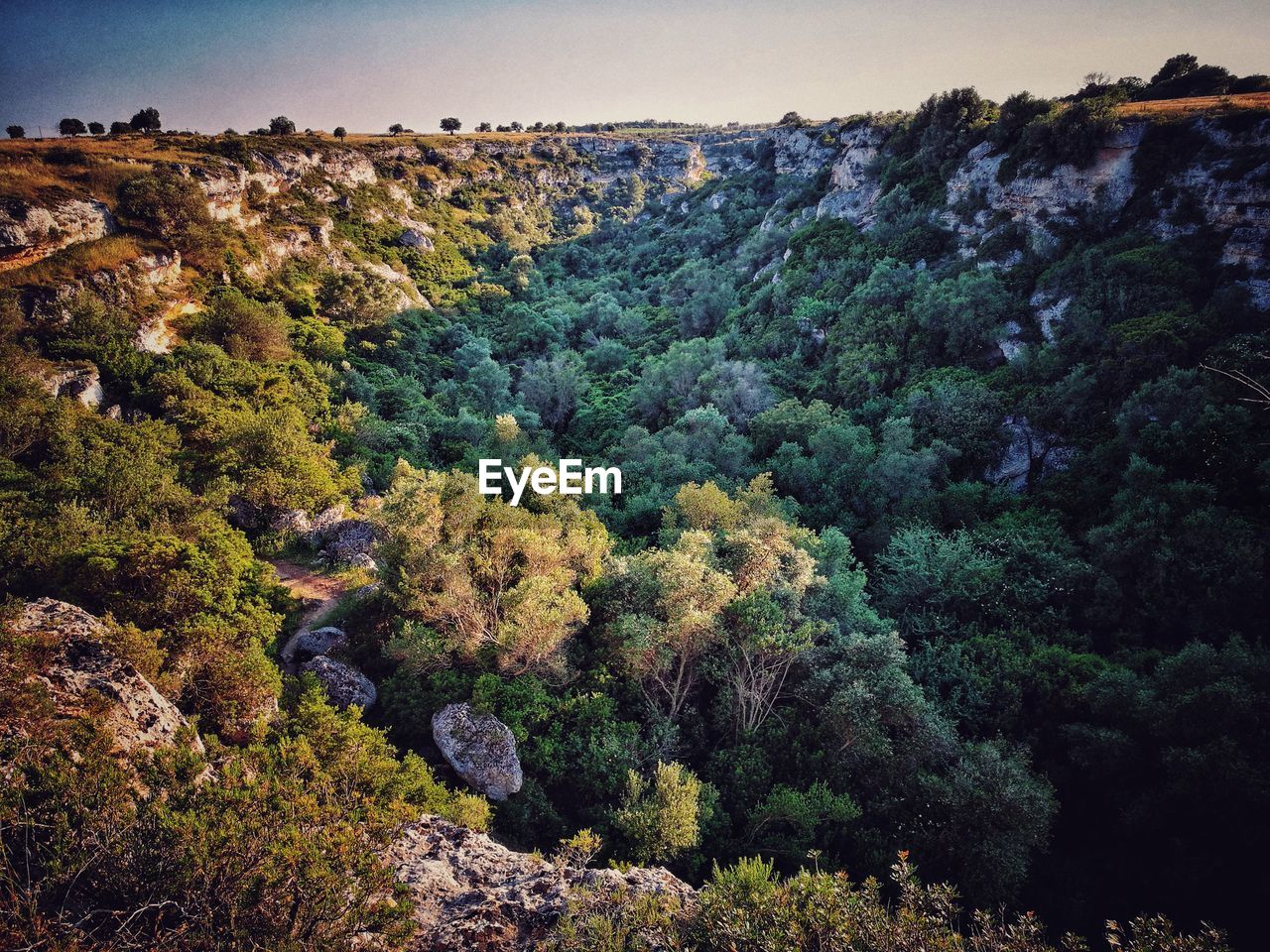 High angle view of trees and plants against sky