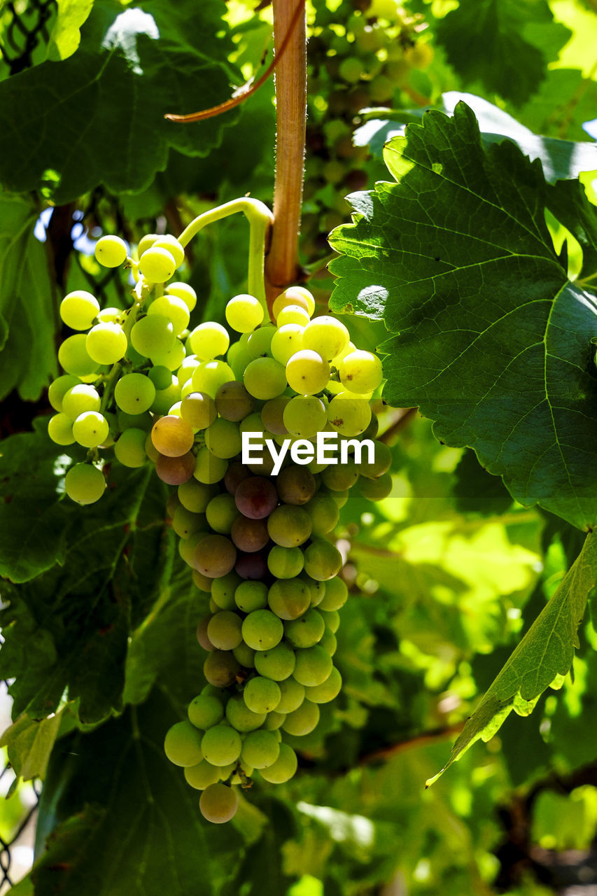 CLOSE-UP OF GRAPES HANGING FROM TREE