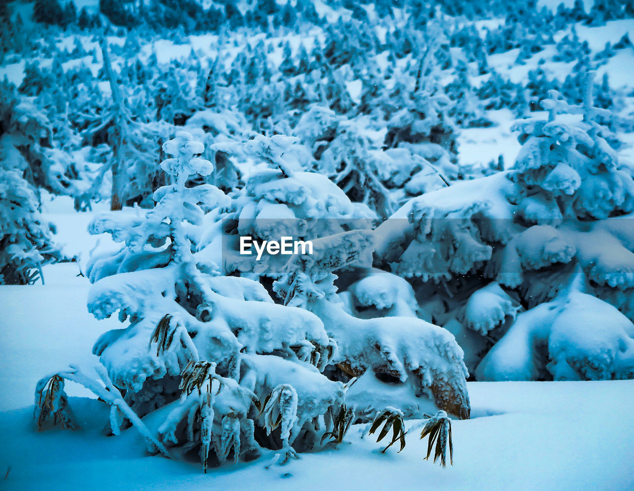 Snow covered land and trees