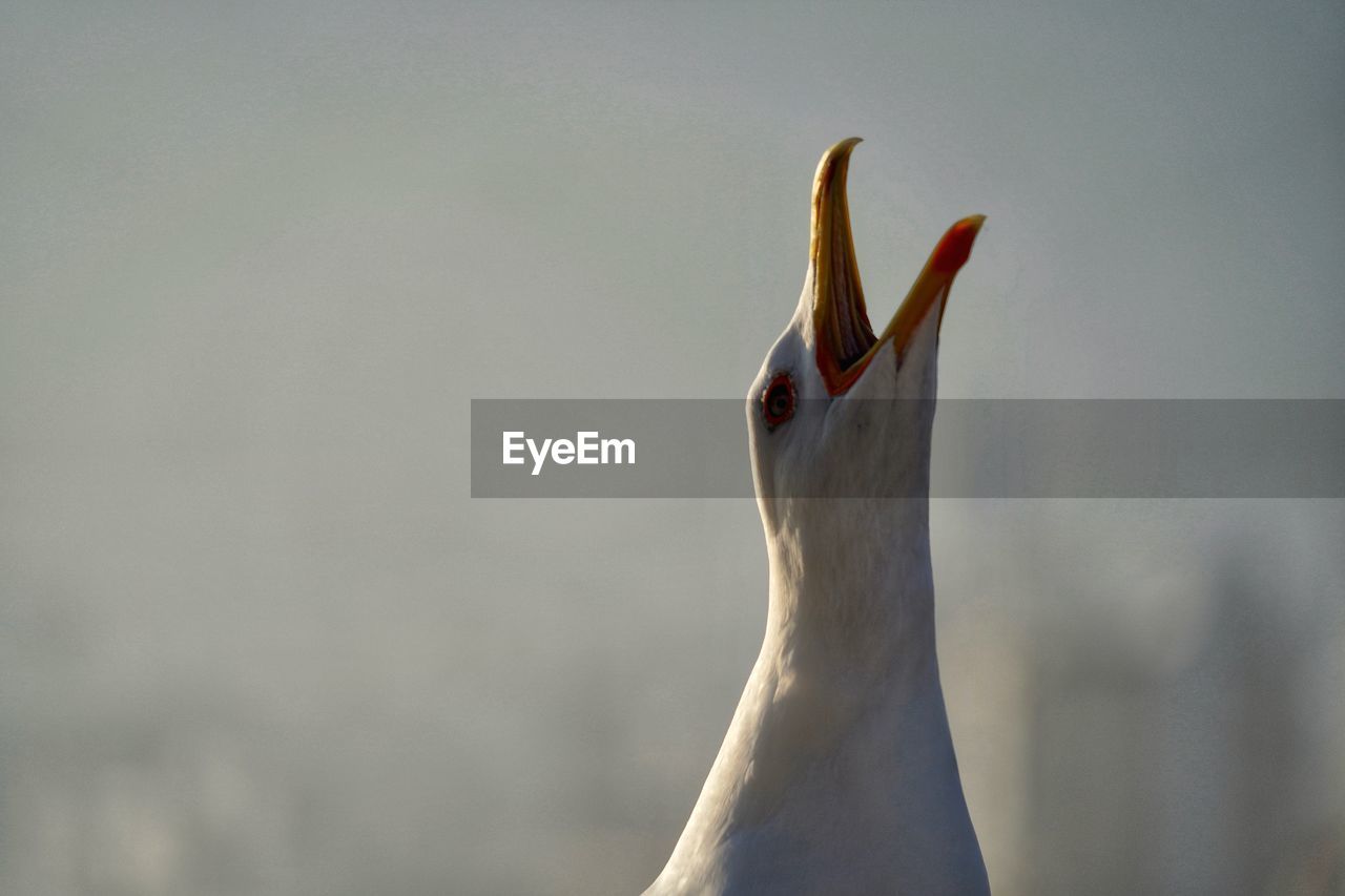 Close-up of a bird, seagull 