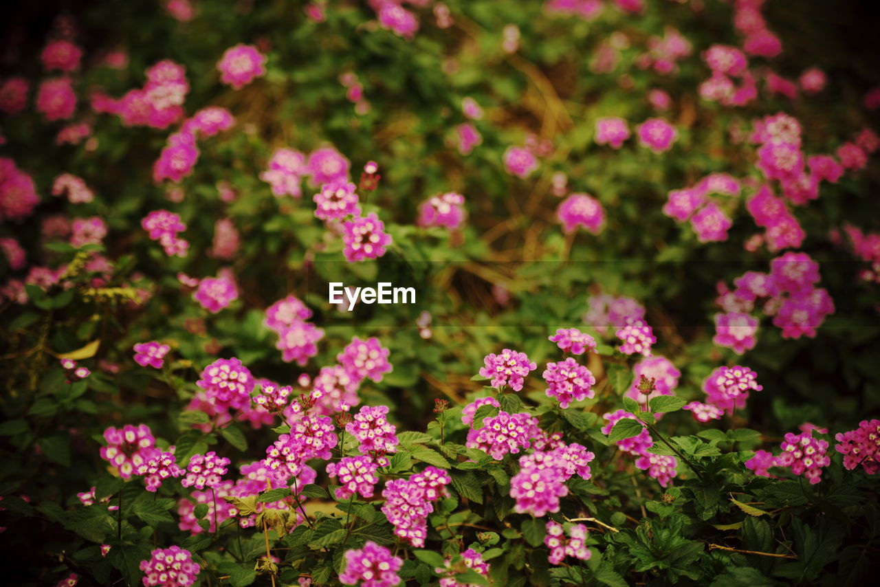 High angle view of pink flowering plants on field