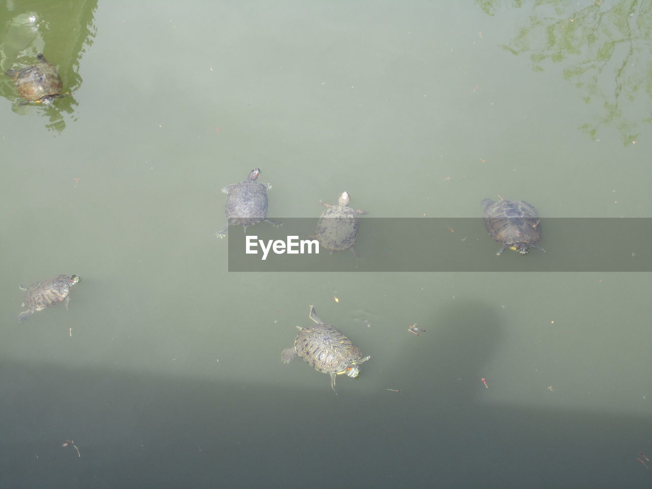 HIGH ANGLE VIEW OF JELLYFISH IN LAKE