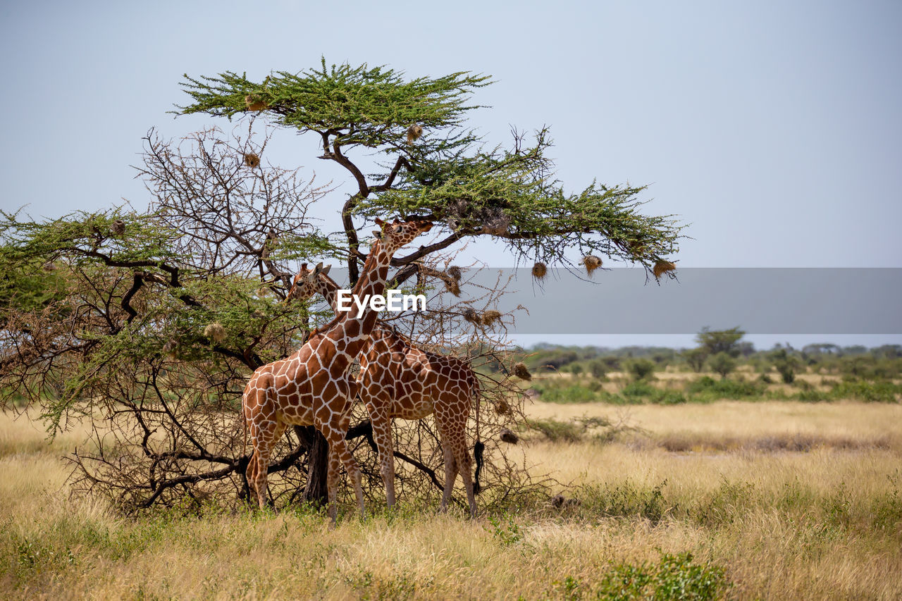 VIEW OF A HORSE ON TREE