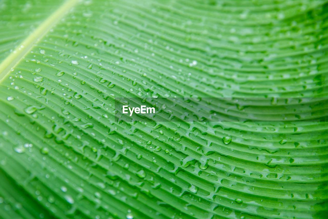 Full frame shot of wet banana leaf during monsoon