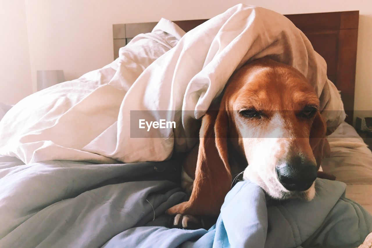 Close-up portrait of dog relaxing on bed