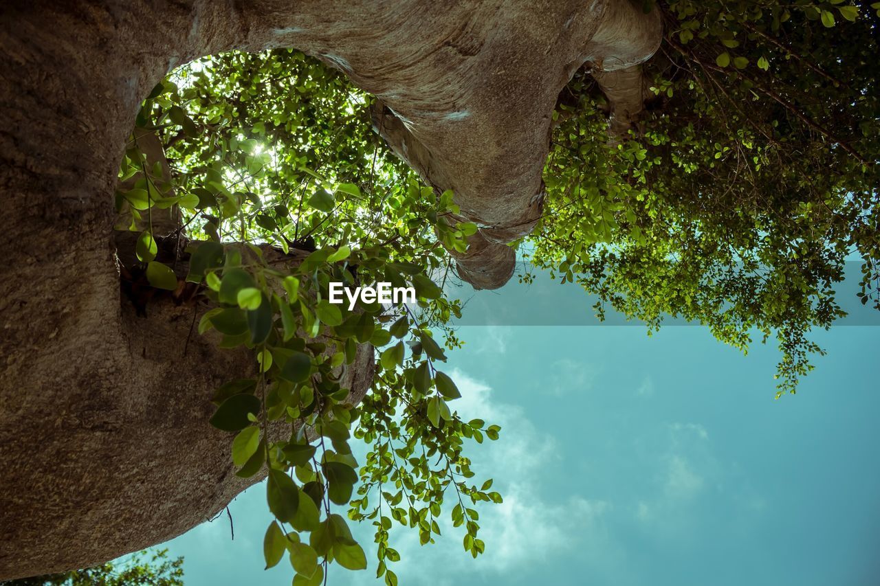 CLOSE-UP OF TREE AGAINST SKY