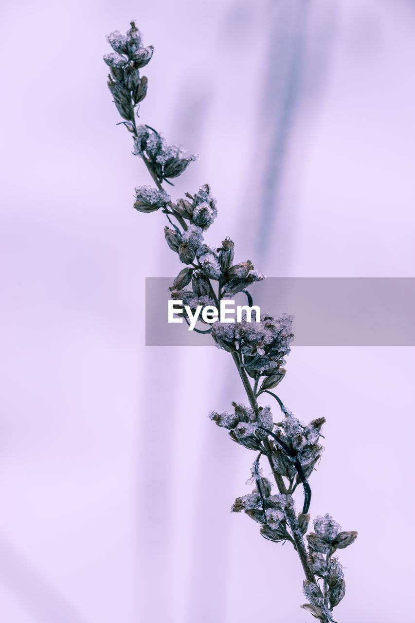 Low angle view of tree branch against sky