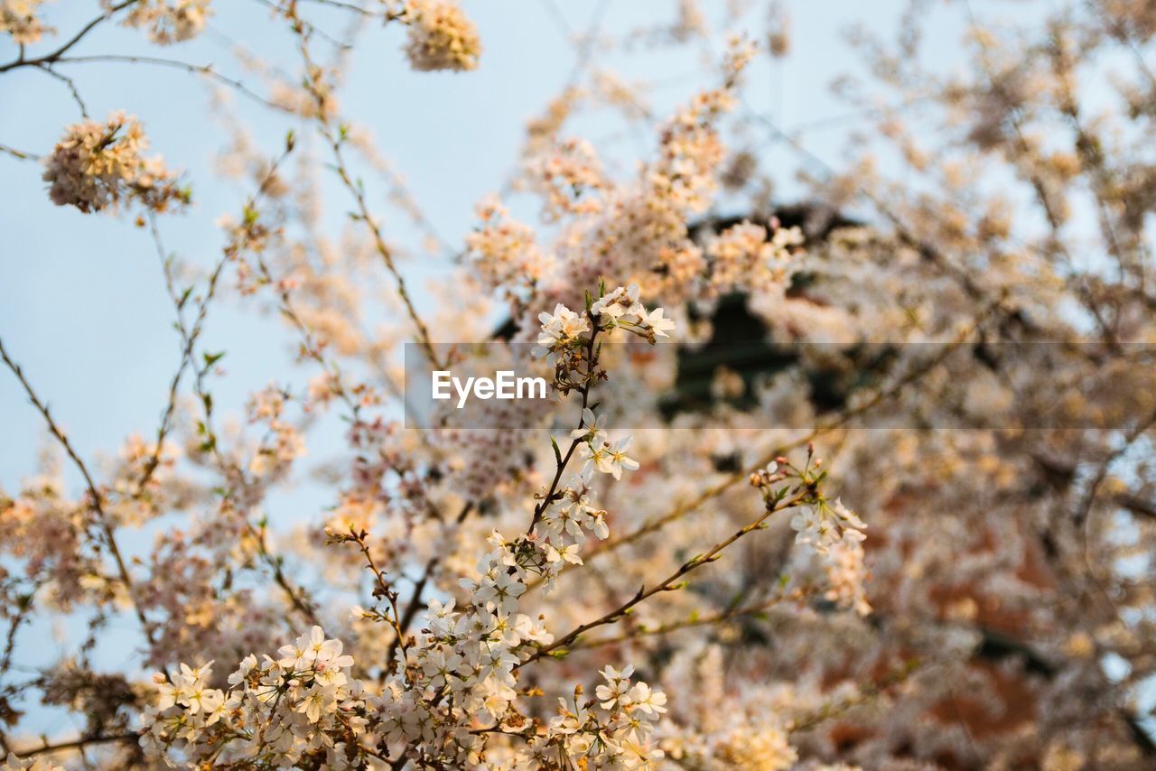 Low angle view of blooming tree