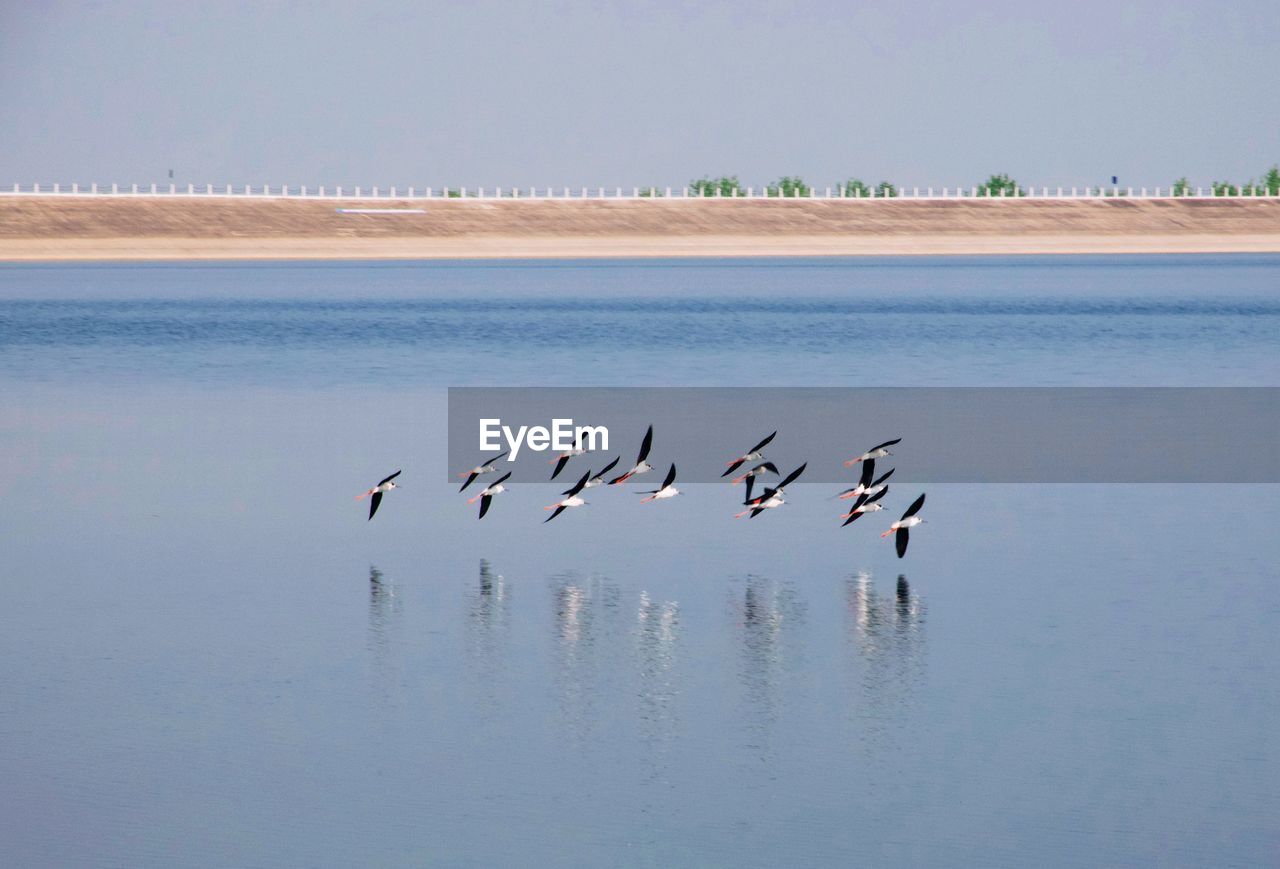 Flock of birds on beach